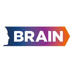 Brain